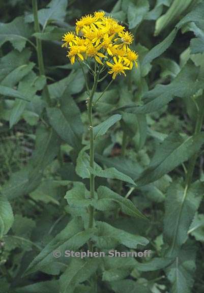 senecio triangularis 1 graphic